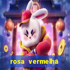 rosa vermelha (letra e cifra)