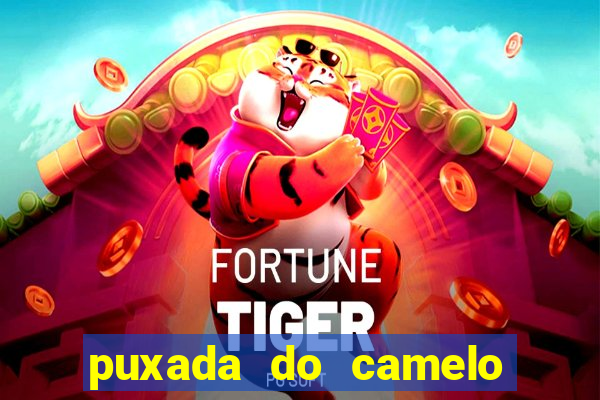 puxada do camelo jogo do bicho